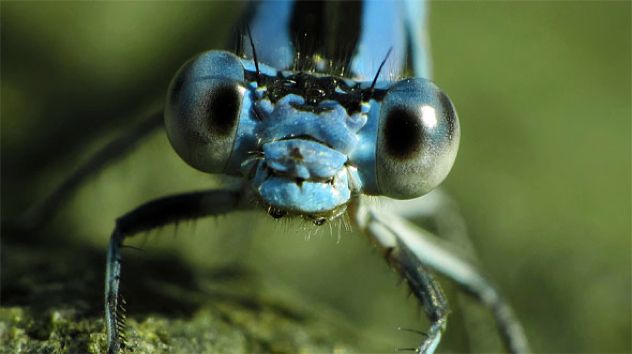 Macro5