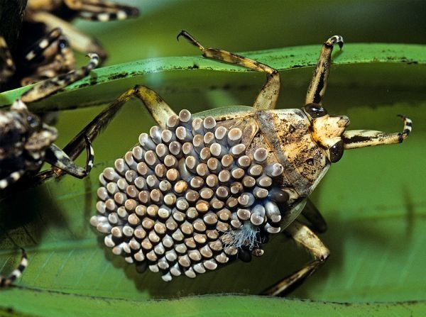 Giant-Water-Bug 9831 600X450