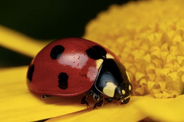 Ladybug on Yellow IV by Dalantech