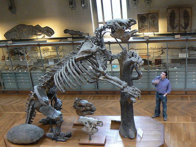 Megatherium pmnh