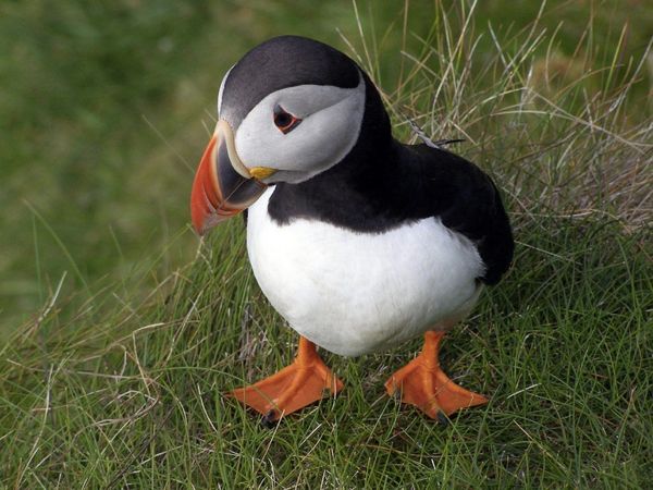 Single-Puffin 18377 990X742
