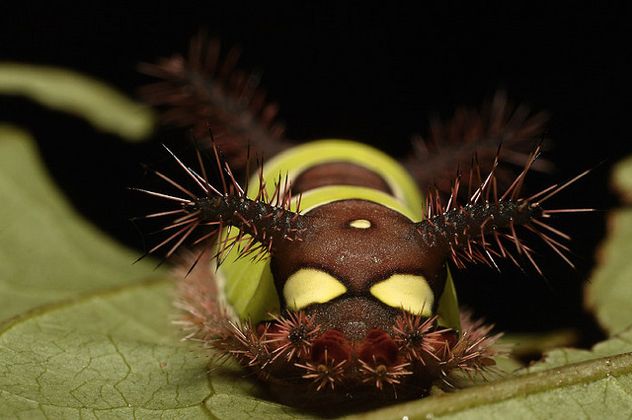 Stinging Caterpillar 2