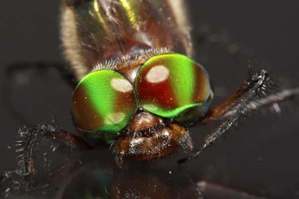 Dragonfly Eyes
