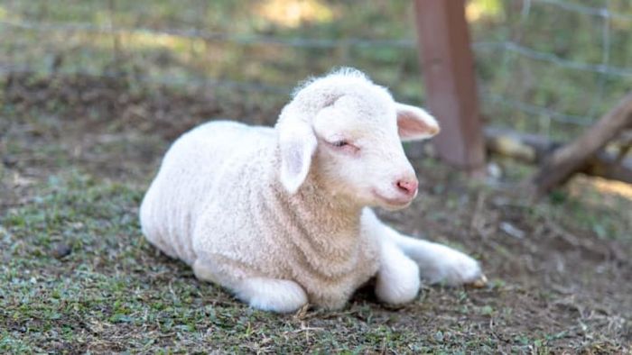 A stock image of a lamb.