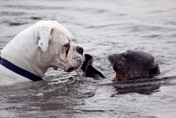 Dog Seal