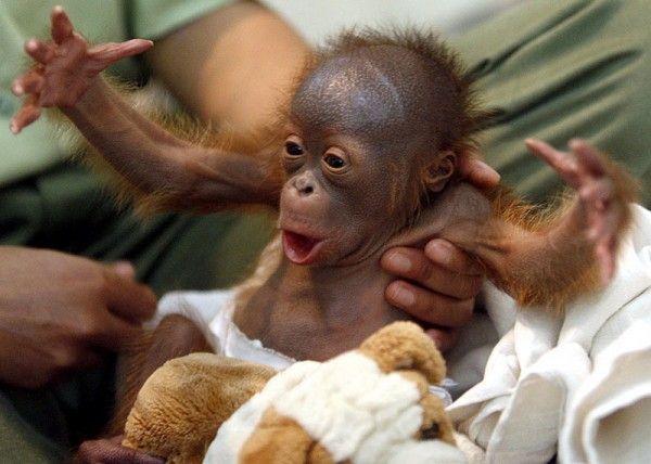 OrangutanR_800x570