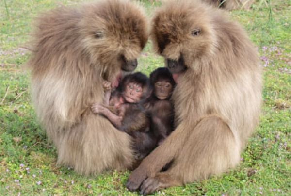 Pregnant-Primate-Females-Geladas2-Lg