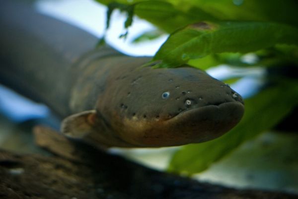 Electric Eel