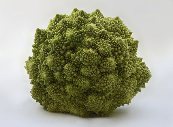 Romanesco Brassica Oleracea Richard Bartz