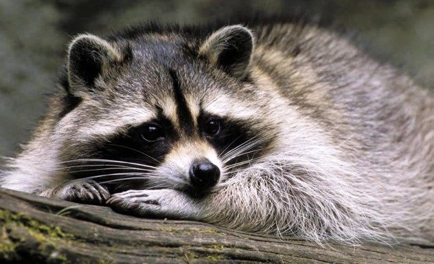 Racoon