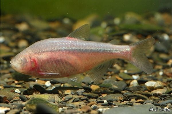 Astyanax-Mexicanus-Blind-Hj-Chen