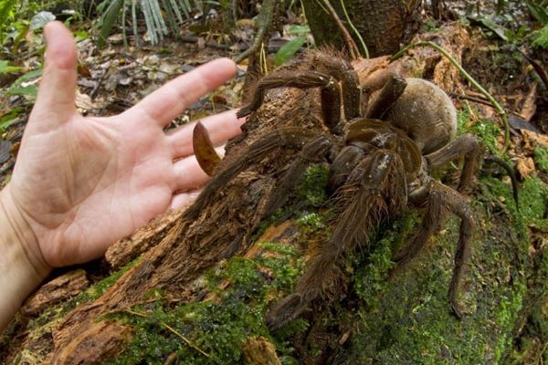 Piotr Naskrec Goliath Bird Eating Spider