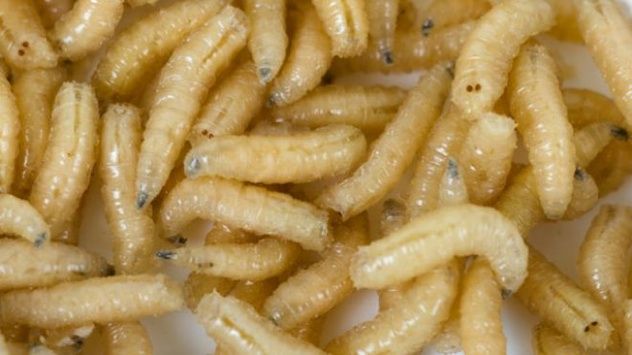 Maggot