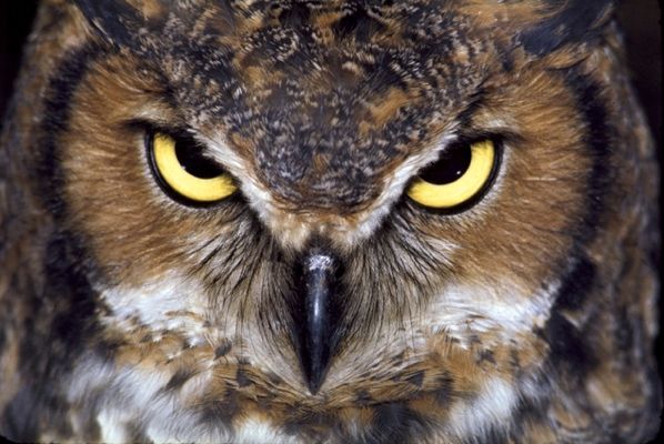 Great Horned Owl Flat Best