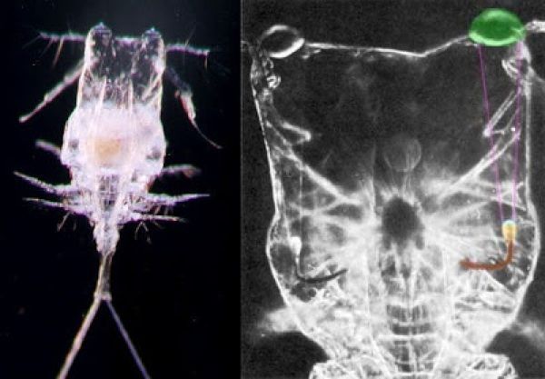 Copilia Quadrata