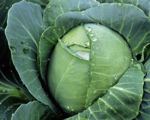 Cabbage 2