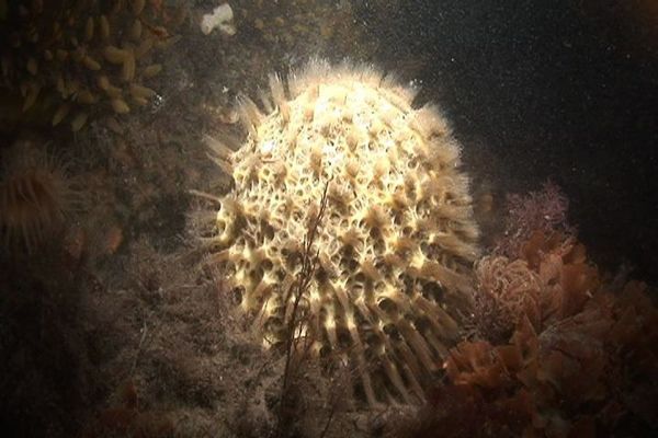 Spiky Sponge - Cinachyra Antarctica 003