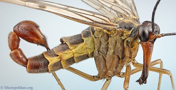 Scorpionfly