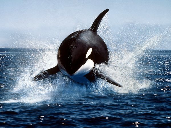Killer Whale 591 600X450