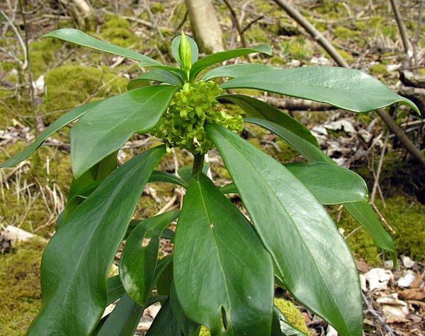 Daphne Laureola Spurge Laurel Large