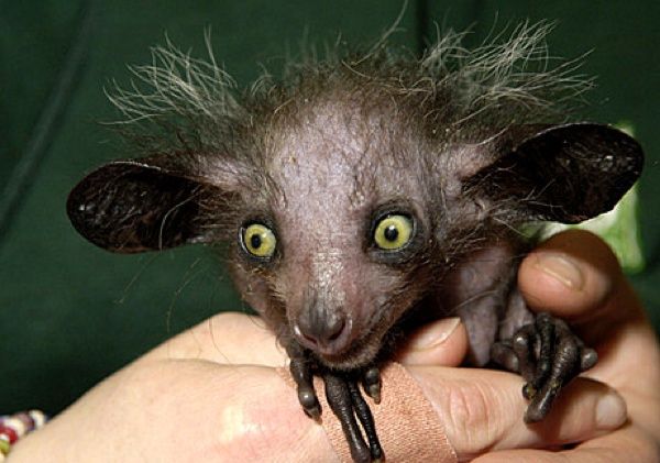 050419 Aye-Aye