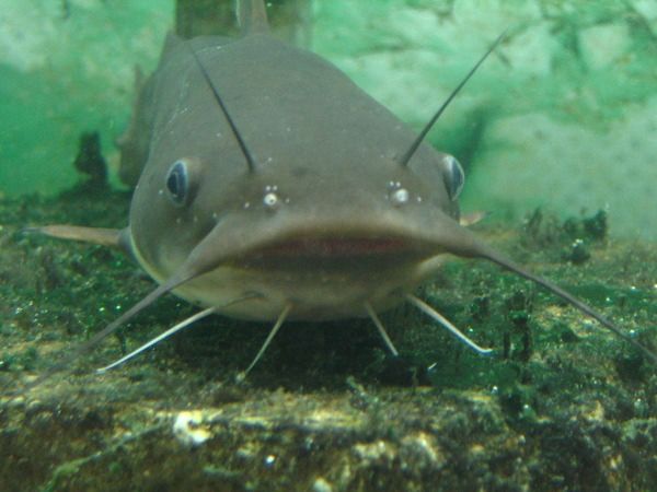 In most cultures, it's considered polite to keep your tongue inside your mouth. However, this is a challenge for catfish, as their entire body is lined with taste-sensitive cells. With up to 175,000 of these cells, catfish can taste in all directions as the water flows over them. This remarkable sense allows them to detect prey from a distance and also helps them navigate through the murky waters they call home.