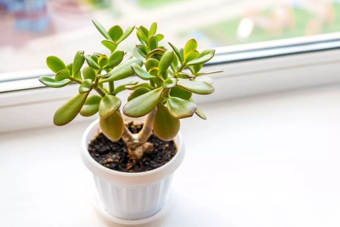 Jade plants are believed to bring prosperity and wealth