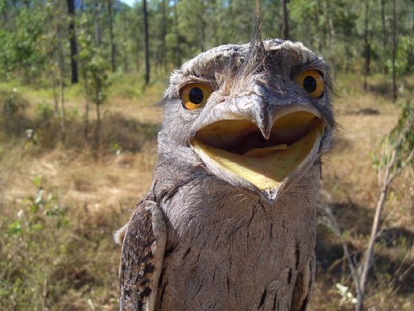 Frogmouth