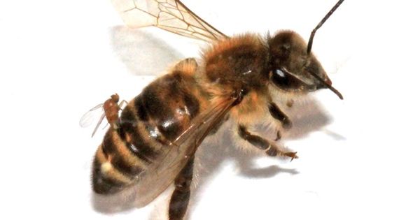 Abeilles-Zombies-Apocephalus-Borealis-02