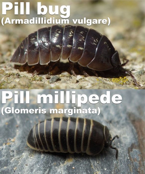Armidillidium.Vs.Glomeris