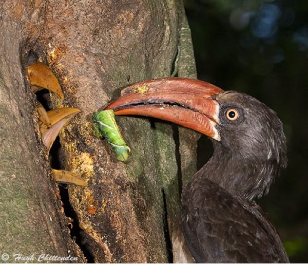Crowned-Hornbill