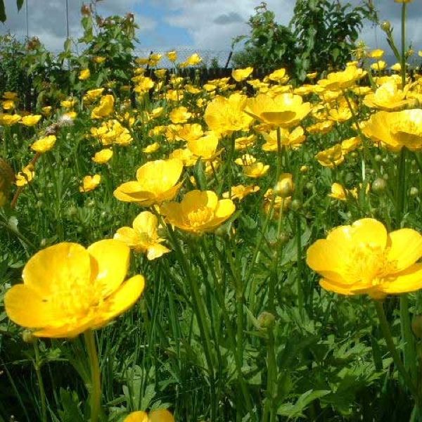 A-Field-Of-Buttercups