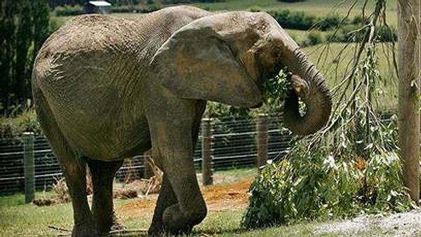 Mila-The-Elephant--Nzh
