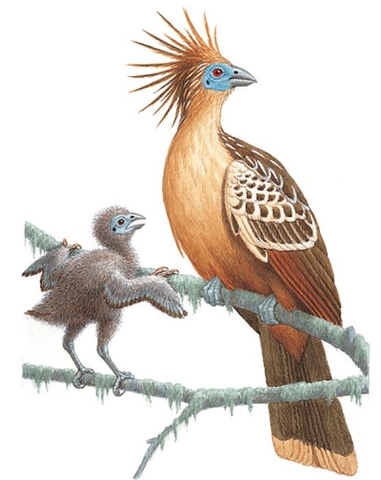 Hoatzin-Info0