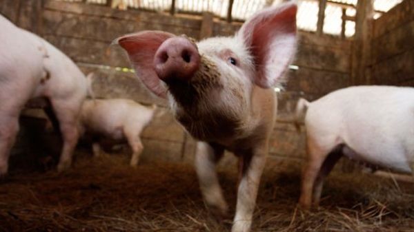 Small-Pigs-In-Pen