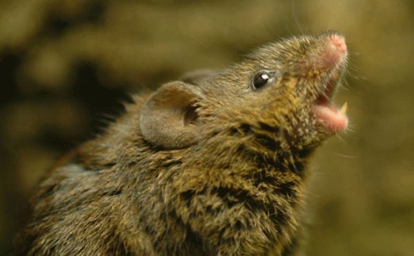Singing-Mouse