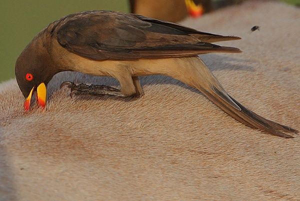Flickr - Rainbirder - Yellow-Billed Oxpecker (Buphagus Africanus)