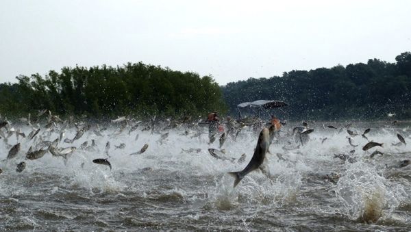 Asiancarp