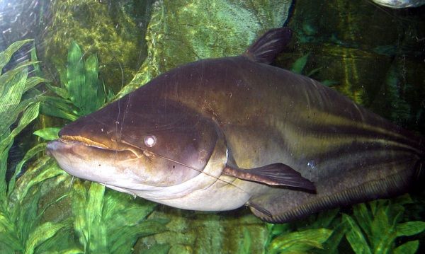 Wallago Attu 046
