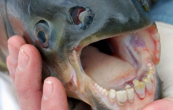 Pacu-Fish-Teeth