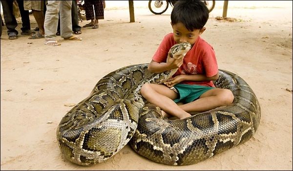 This-Is-A-Baby-Normal-Burmese