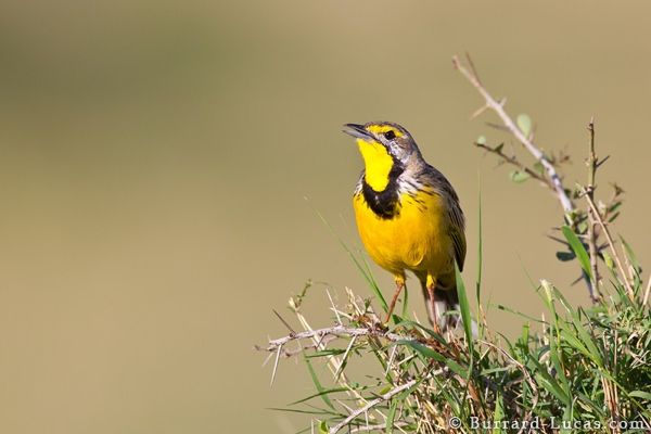 Yellow-Throated Longclaw