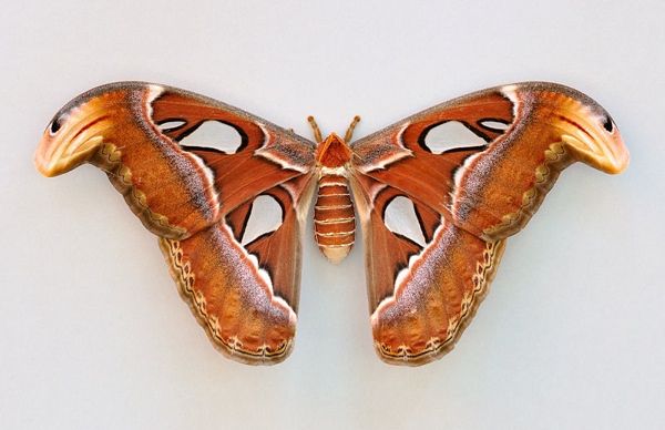 800Px-Attacus Atlas Qtl1
