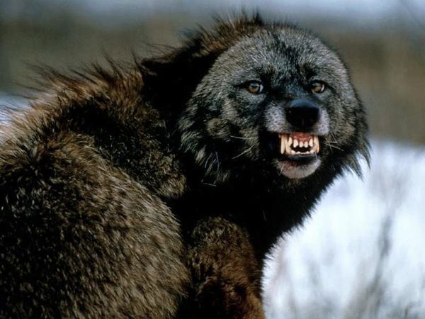 Animalangry
