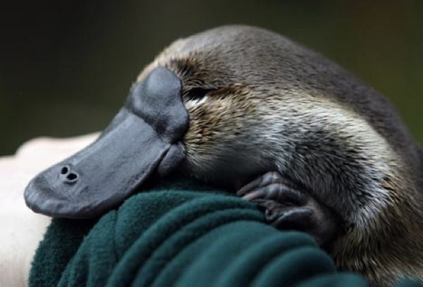 Platypus-Images