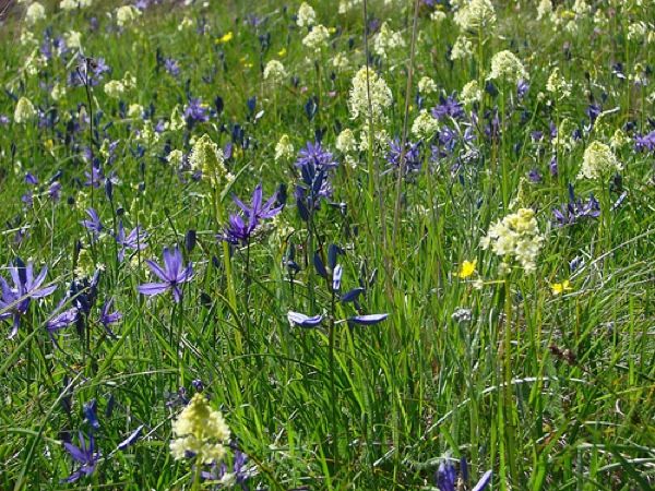 Camas