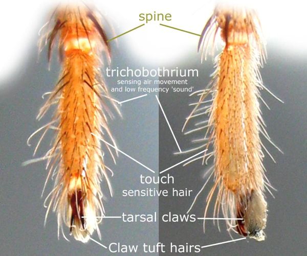 Spider Foot 79B