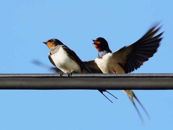 Swallow2
