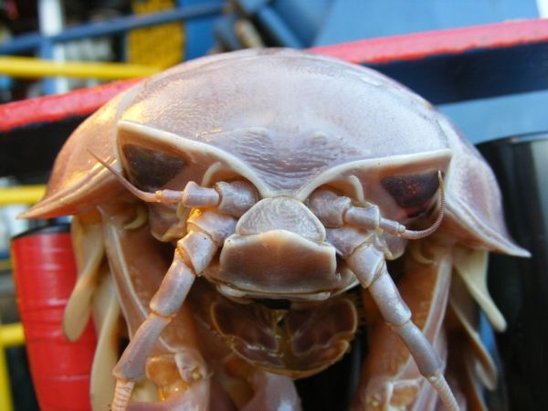 Giant-Isopod-Front