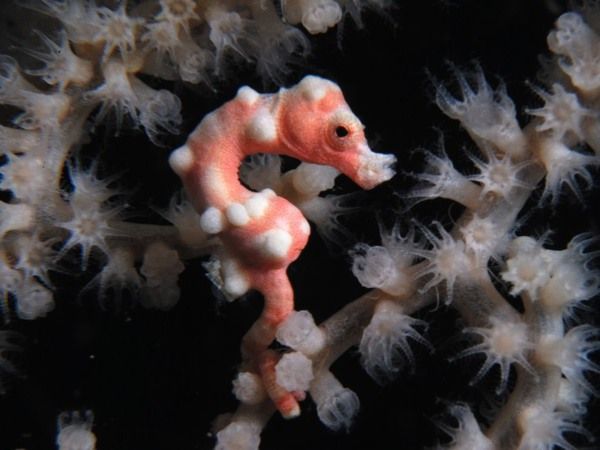 Pygmy-Seahorse-Doubilet 18429 990X742